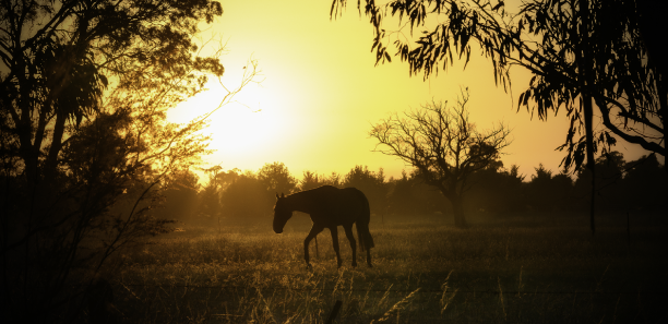 Golden Morning by Jay McGown - photo of horse in the morning sunlight 