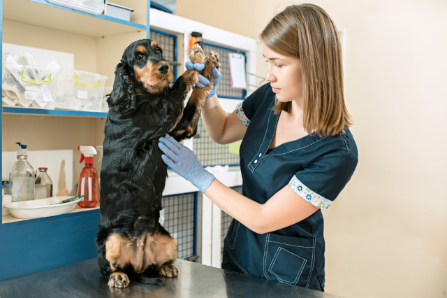 Dog and veterinarian doctor at vet clinic