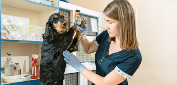 dog and veterinarian doctor at vet clinic